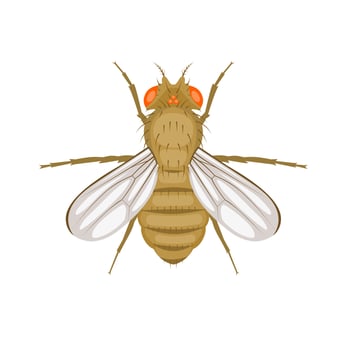 Vector illustration, fruit fly or vinegar fly, Drosophila melanogaster, isolated on a white background.