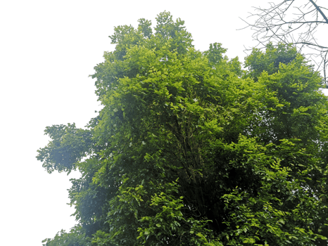 Isolated bush green leave tree outline on white background png