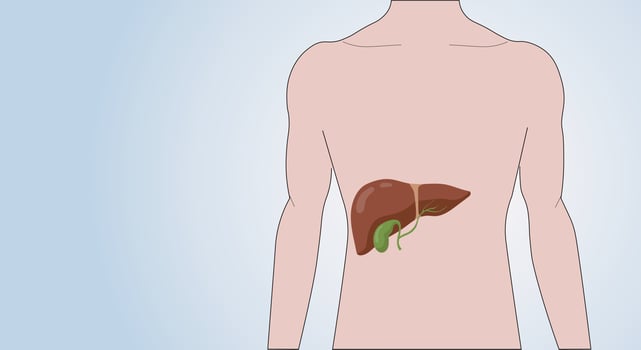 Icon of the liver in the human body. Male anatomical silhouette with internal organ. Medical anatomical poster for clinic or education. Copy space. Vector illustration