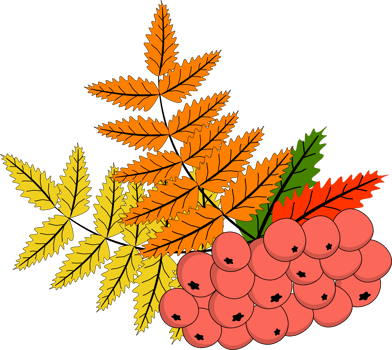 autumn branch of ash berry with leafyamia png
