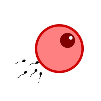 Fertilization of ovum vector