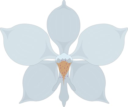 White orchid flower vector illustration