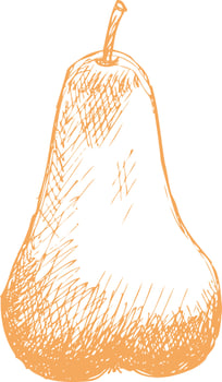 Pear drawn sketch. vector