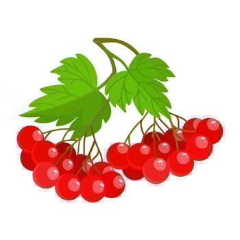 Ukrainian viburnum is a symbol of Ukraine. Viburnum opulus. The unity of the people. Guelder rose. Red berry. Bushy plant. Cartoon style. Isolated object white background. Icon. Vector illustration.