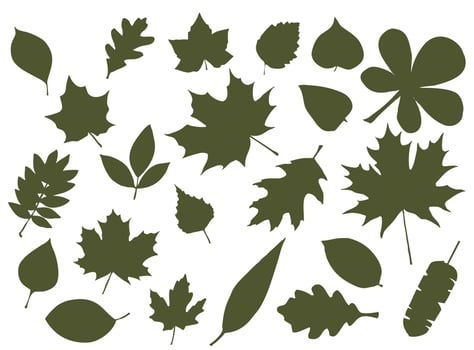 Set of leaf silhouettes. Leaves of deciduous forest trees vector