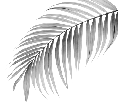 black leaf of palm tree on transparent background png file