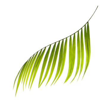 Green leaf of palm tree on transparent background png file