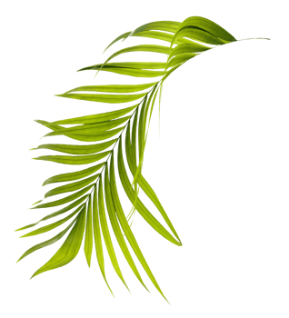 Green leaves of palm tree on transparent background png file