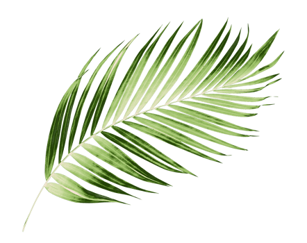 Green leaves of palm tree on transparent background png file