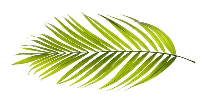 Green leaf of palm tree on transparent background png file