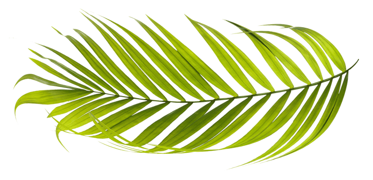 Green leaves of palm tree on transparent background png file