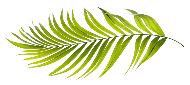Green leaves of palm tree on transparent background png file