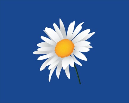 Bellis perennis. the daisy, is a European species of the family Asteraceae vector