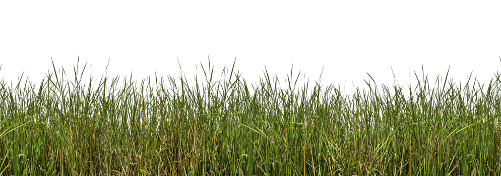 isolated wild grasses png