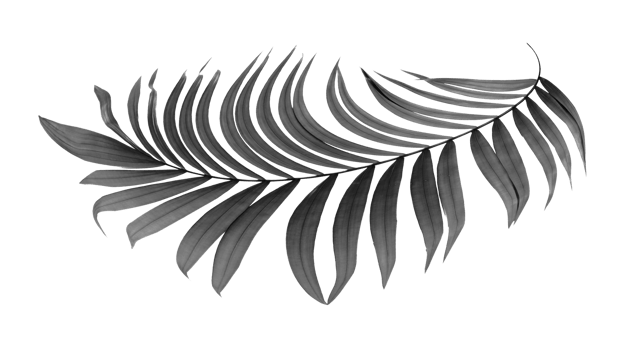 black leaves of palm tree on transparent background png file