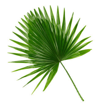 Green leaf of palm tree on transparent background png file