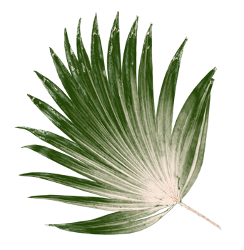 Green leaf of palm tree isolated on transparent background png file