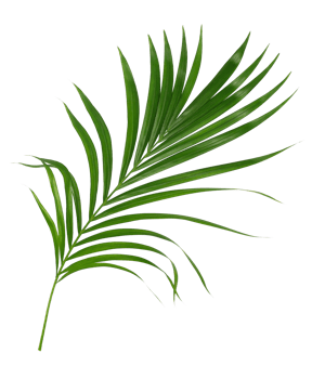 Green leaf of palm tree isolated on transparent background png file