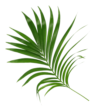 Green leaf of palm tree isolated on transparent background png file