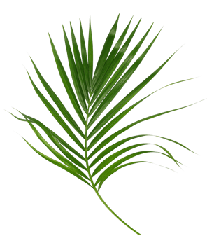 Green leaf of palm tree isolated on transparent background png file