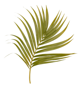Green leaf of palm tree isolated on transparent  background png file