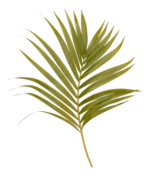Green leaf of palm tree isolated on transparent  background png file