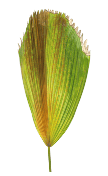 Green leaf of palm tree isolated on transparent background png file