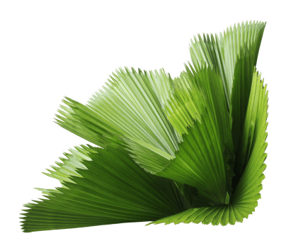 leaves of palm tree isolated on transparent background png file
