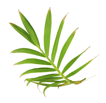 palm tree leaf on transparent background png file
