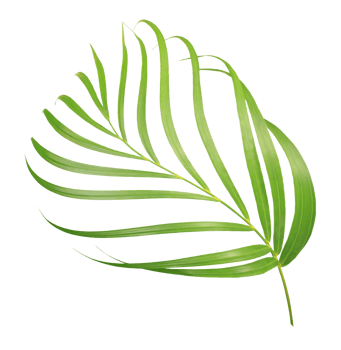 palm tree leaf on transparent background png file