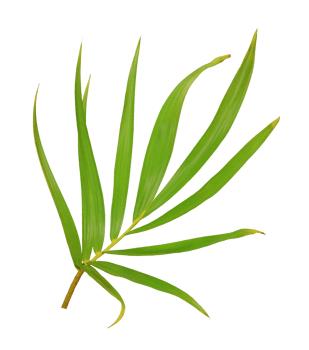 palm tree leaf on transparent background png file