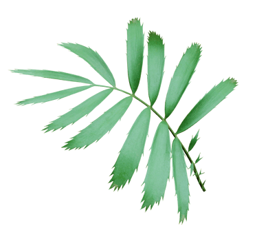green palm leaf isolated on transparent background png file