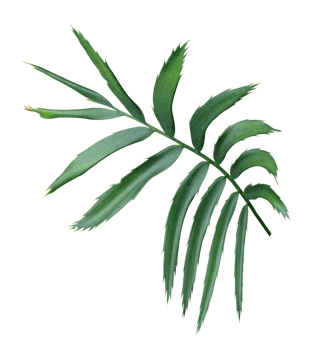 green leaf of palm tree isolated on white background png