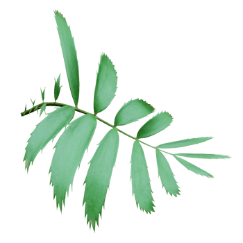 green palm leaf isolated on transparent background png file
