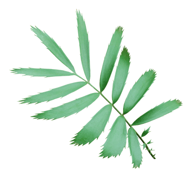 green palm leaf isolated on transparent background png file
