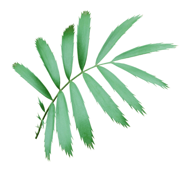 green palm leaf isolated on transparent background png file