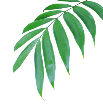 green palm leaf isolated on transparent background png file