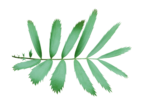 green palm leaf isolated on white background png