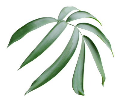 green palm leaf isolated on transparent background png file