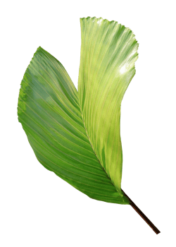 palm tree leaf on transparent background png file