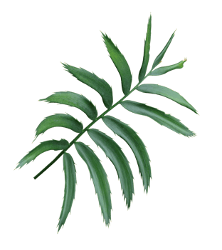 green leaf of palm tree isolated on transparent background png file