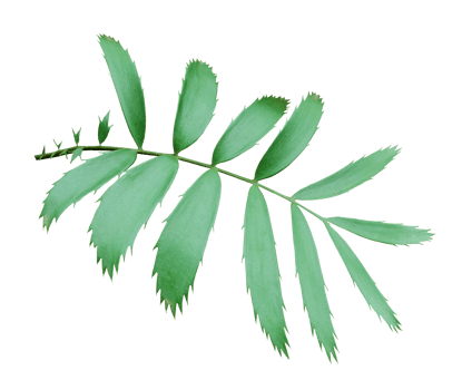 green palm leaf isolated on transparent background png file