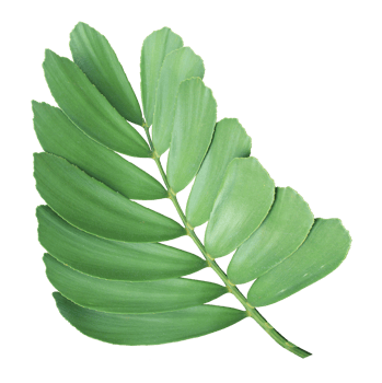 clump palm tree leaf on transparent background png file