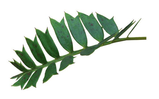 green palm leaf isolated on white background png