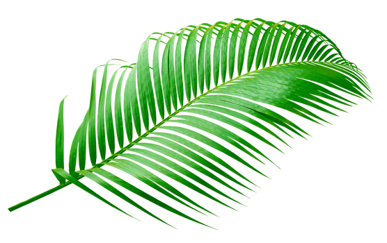 green palm leaf on transparent background png file