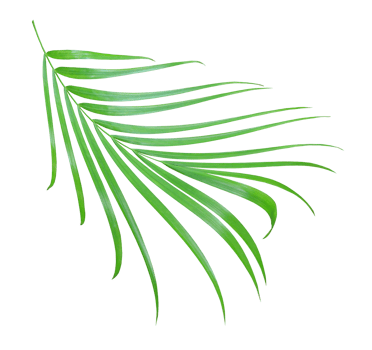 green palm leaf isolated on transparent background png file