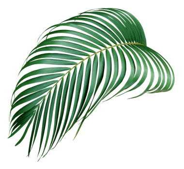 green palm leaf on transparent background png file
