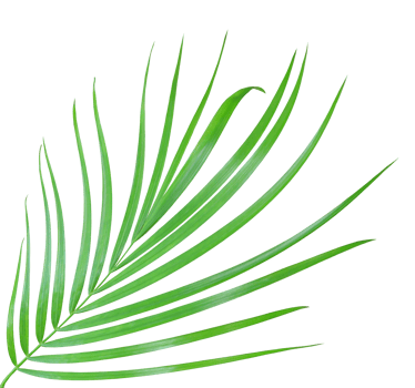 green palm leaf isolated on transparent background png file