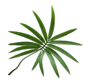 palm tree leaf on transparent background png file