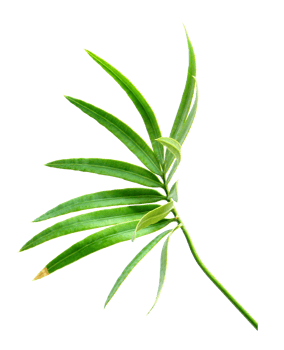 palm tree leaf on transparent background png file